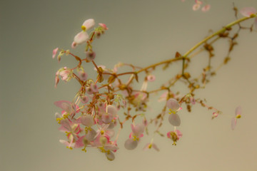 A branch of begonia with small flowers