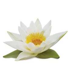 Foto op Canvas Water lily on white background. Vector illustration © Olliven