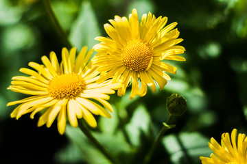 yellow daisies in the garden in the spring