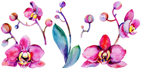 Fototapeta na wymiar Wildflower orchid flower in a watercolor style isolated. Full name of the plant: tropical orchid. Aquarelle wild flower for background, texture, wrapper pattern, frame or border.