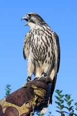 Wild young  peregrine falcon on trainer glove screaming