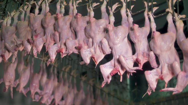 Chicken carcasses move on unending factory suspension rail.