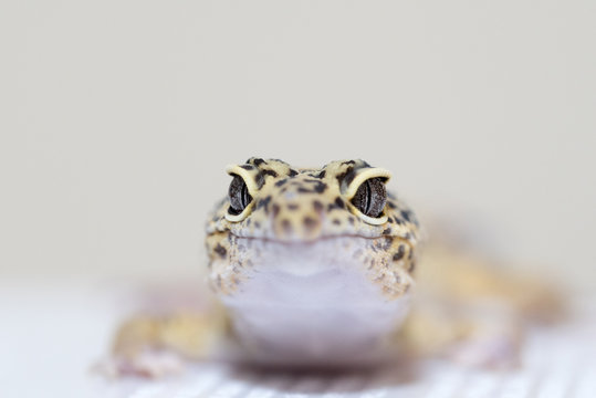 レオパードゲッコー のストック写真 ロイヤリティフリーの画像 ベクター イラスト Adobe Stock レオパードゲッコー のストック写真 ロイヤリティフリーの画像 ベクター イラスト Adobe Stock