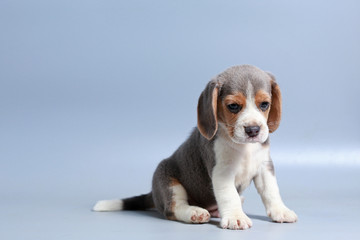 1 month pure breed beagle Puppy on gray screen