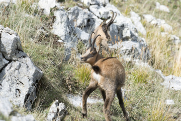 Camoscio D'Abruzzo - Parco Nazionale D'Abruzzo-Lazio-Molise
