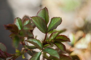 the stem of a blossoming rose in the garden