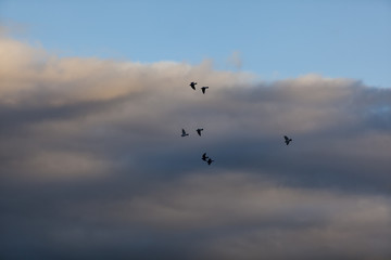 pigeons flying into the sunset sky