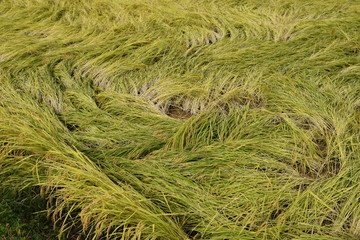 台風で倒れた稲穂