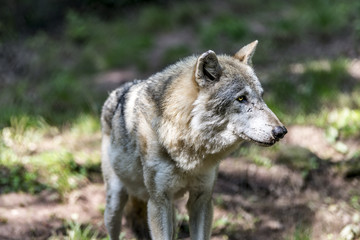 Naklejka na ściany i meble Wolf (Canis lupus)