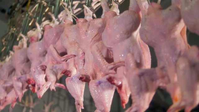 Chicken carcasses transported upwards on factory line.