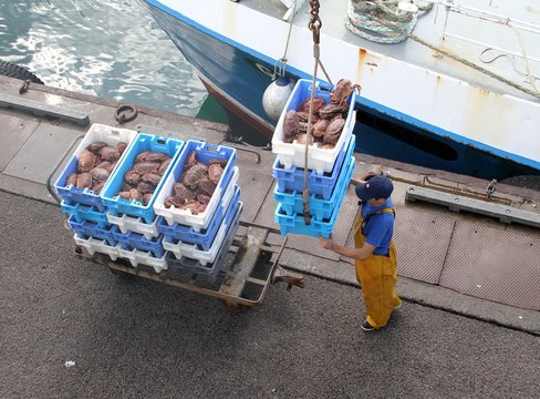 arrivage de crabes tourteaux ou dormeurs au port de p&ecirc;che