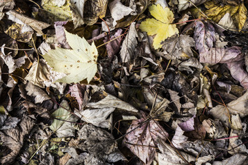 Dead Leaves on a Dirty Ground