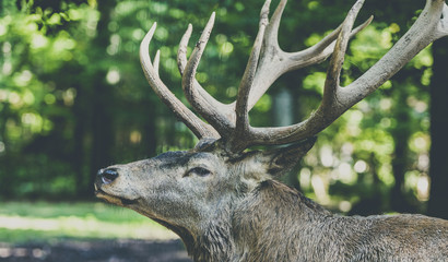 Nachaufnahme Hirsch mit Geweih
