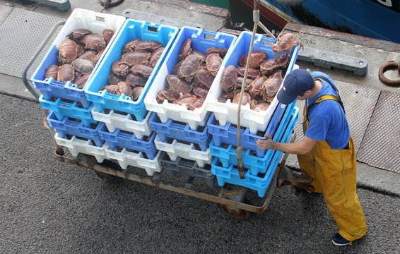 arrivage de crabes tourteaux ou dormeurs au port de p&ecirc;che