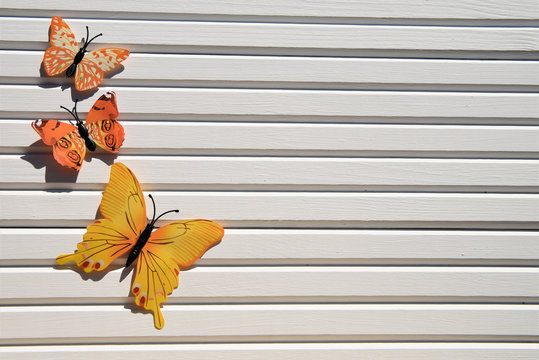 Photography Picture Of Fun Colourful Yellow Orange Butterflies In The Sunshine On White Wood Background Taken On South Coast Of Englandf UK