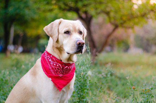 Yellow Labrador Retriever 