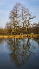 Fototapeta na wymiar Reflet d'arbres sur un étang