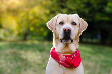 Yellow Labrador Retriever 
