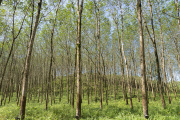 Kautschukplantage - Naturkautschuk - Bäume am Hügel