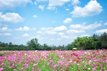 Soft Focus Cosmos Flowers Fields in Summer , Spring Background in Sunshine Day