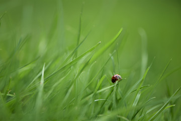 photography image of red ladybird on bright green grass and taken on the South coast of England UK