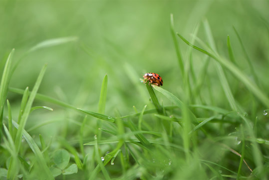 macro photography image of red ladybird on bright green grass and taken on the South coast of England UK