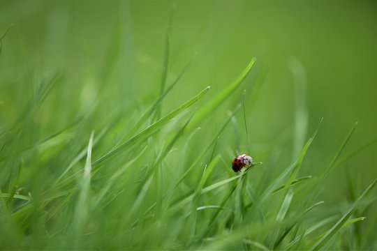 photography image of red ladybird on bright green grass and taken on the South coast of England UK