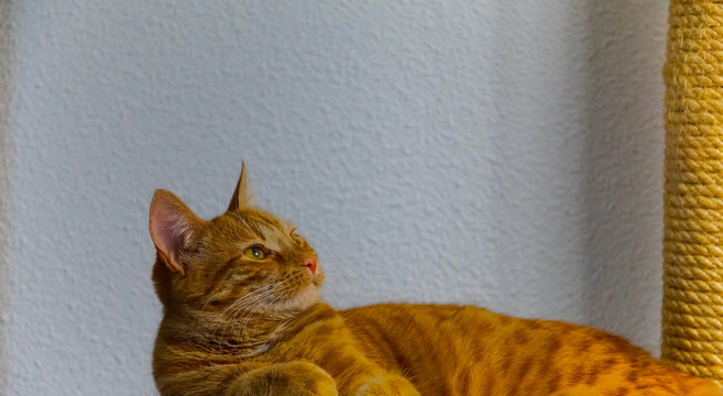 Portrait de chats