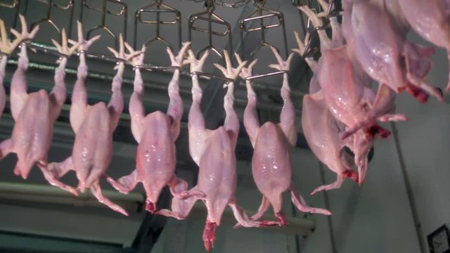 Automated meat processing equipment at poultry. 4K.