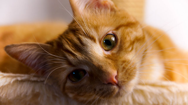 Portrait de chats