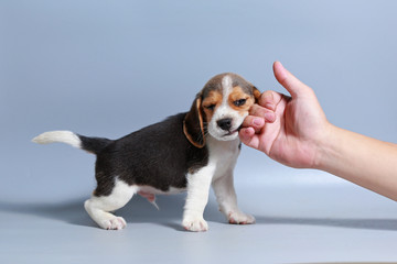 
1 month pure breed beagle Puppy on gray screen