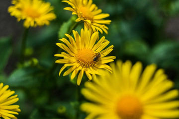 yellow daisies in the garden in the spring