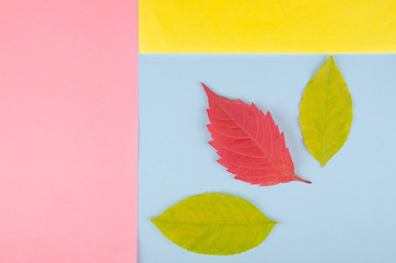 Three autumn leaves on a multicolored paper background, minimal concept (flat lay, top view)