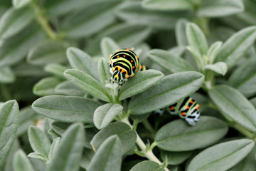 Chenille  de Machaon