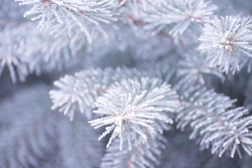 Naklejka na ściany i meble Winter and Christmas Background. Close-up Photo of Fir-tree Branch Covered with Frost.
