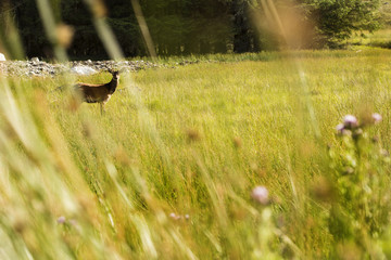 Red deer in the nature