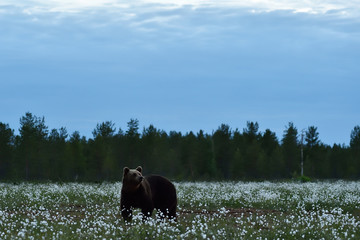 Brown bear in Finnish taiga.