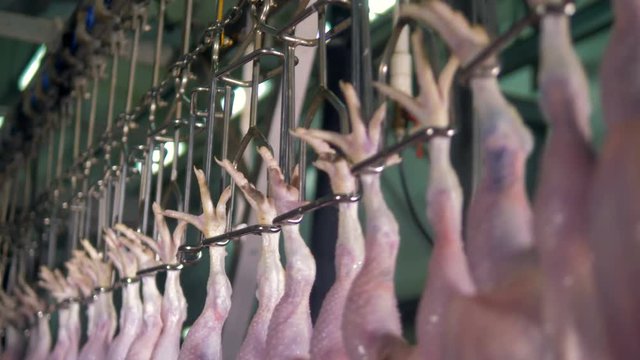 Poultry shackle line full of broilers feet in detail.  