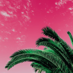 Fototapeta na wymiar Tropical minimal. Palm leaf. Art color design