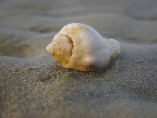 Shell on the beach
