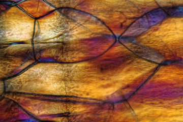 Nodules of Polystyrene under  the microscope