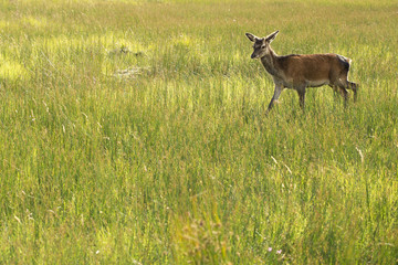 Red deer in the nature