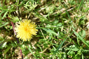 flower  tarassaco dandelion