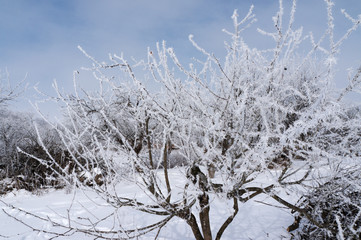 The trees are covered with frost