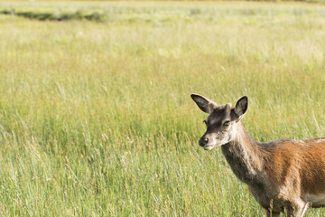 Red deer in the nature