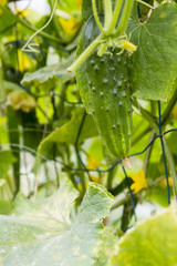 Green cucumber on a bush