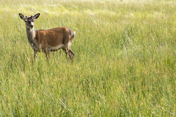 Red deer in the nature