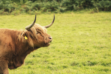 Scottish cow in green grass