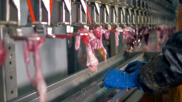 A worker selects various chicken giblets from a factory line.  