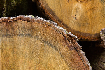 Abstract cross section of large cut Pine tree - Pinus - showing the growth rings and bark.